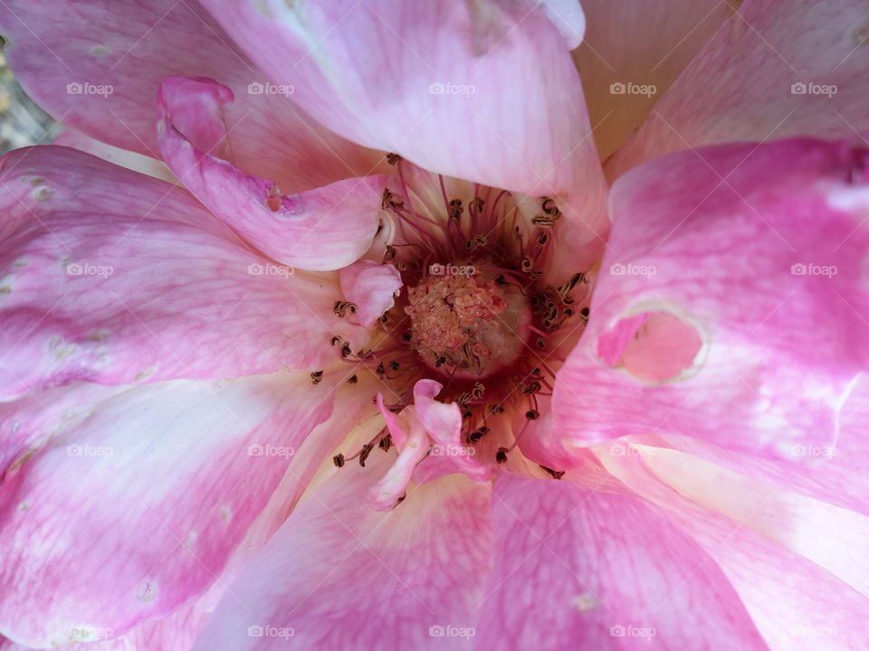 Pollen rose