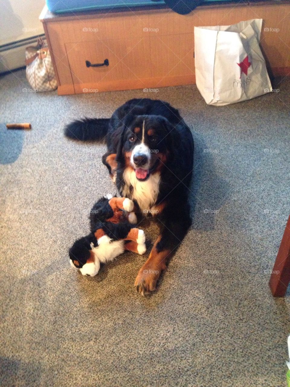 Puppy with his puppy. Rocky the Bernese mountain dog loves his new puppy!