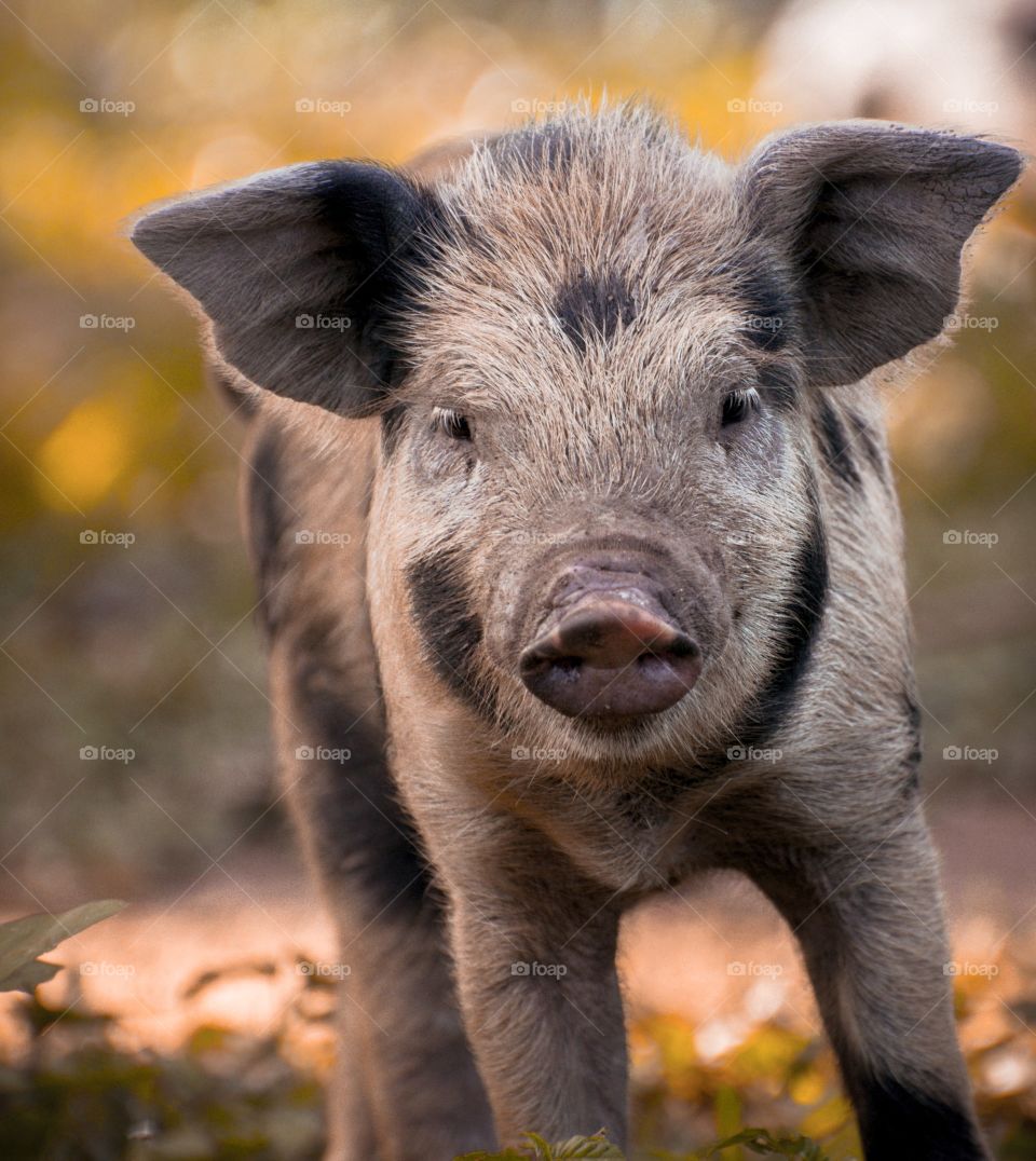 pig