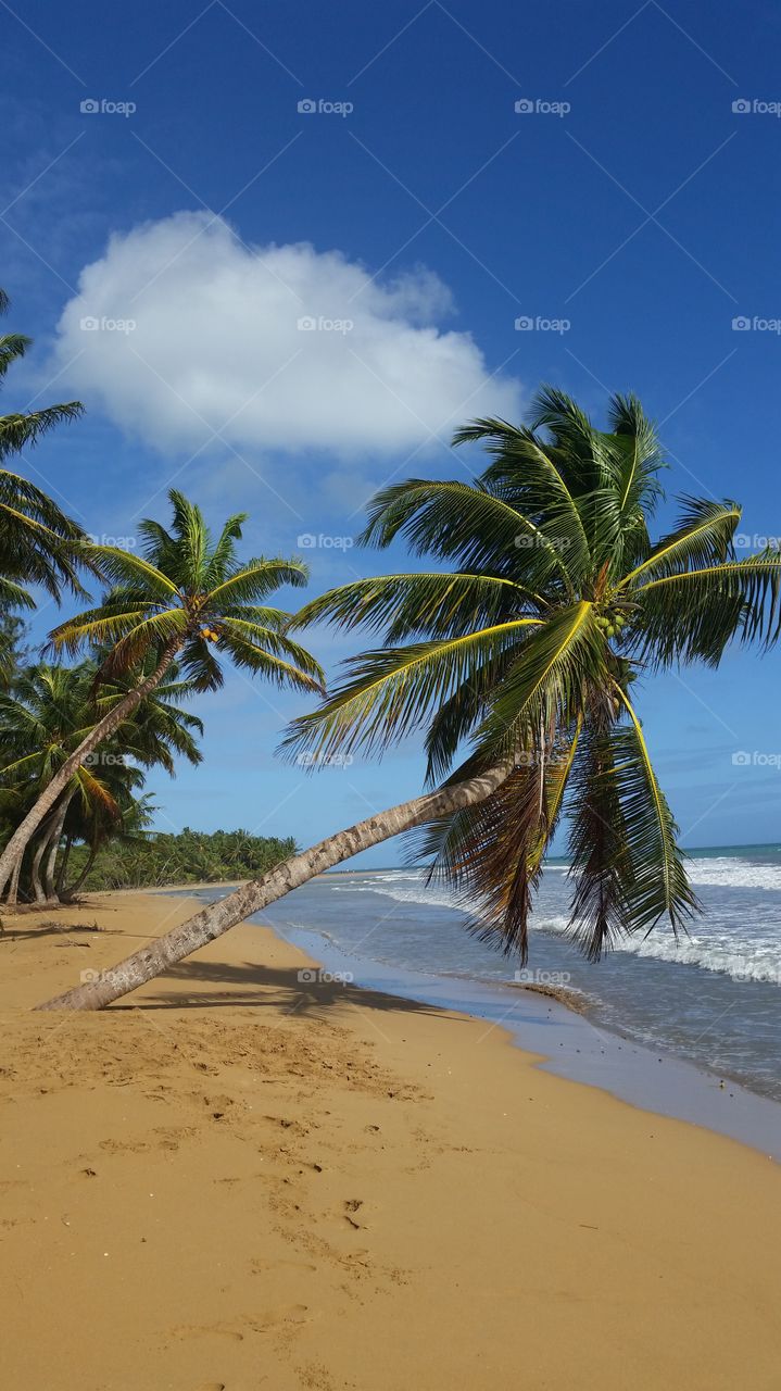 Palm tree at beach