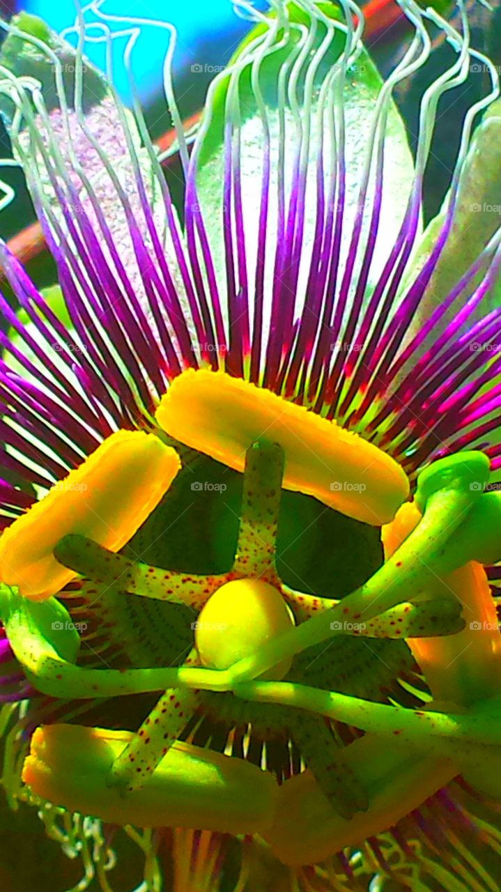 "Brilliant Passion Flower"