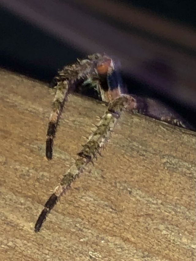 Two spider legs resting on my arm rest of MY rocking chair on the porch. Not very happy this morning 😵‍💫