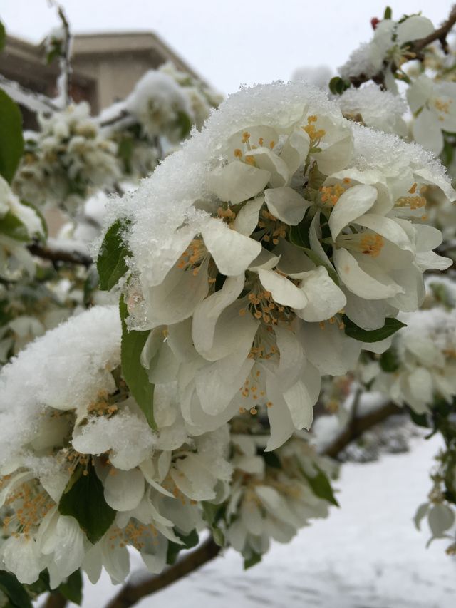 Frozen blossom III