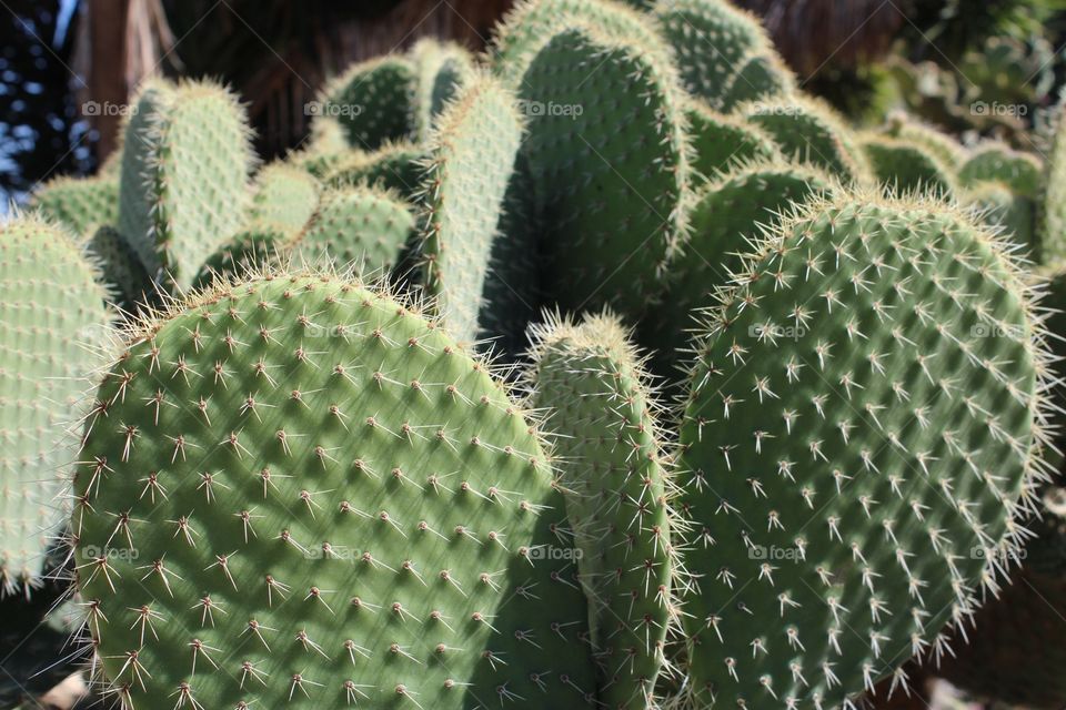 Cactus, Spine, Succulent, Prickly, Sharp