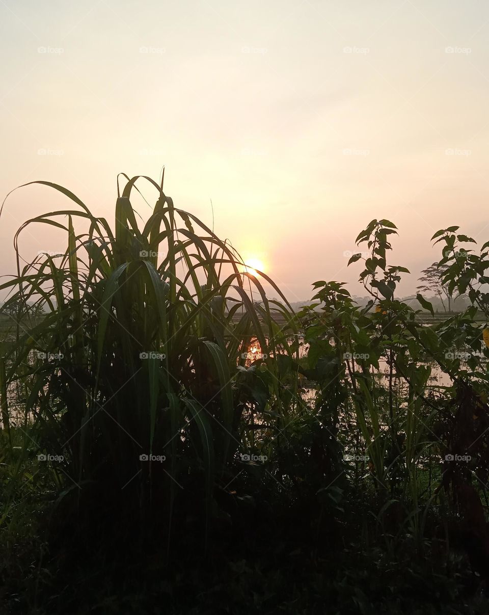 A Scenary in the morning