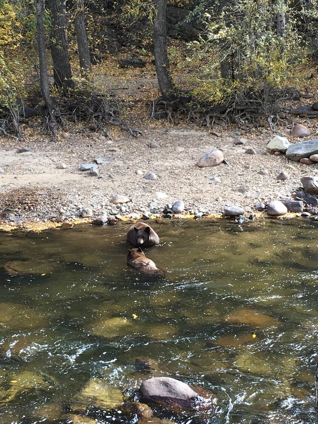 Bear cubs playing in Stream 