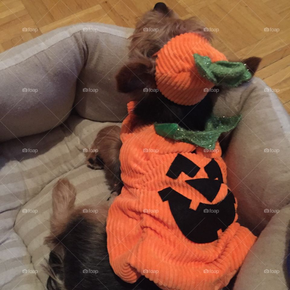 Pumpkin puppy. 
