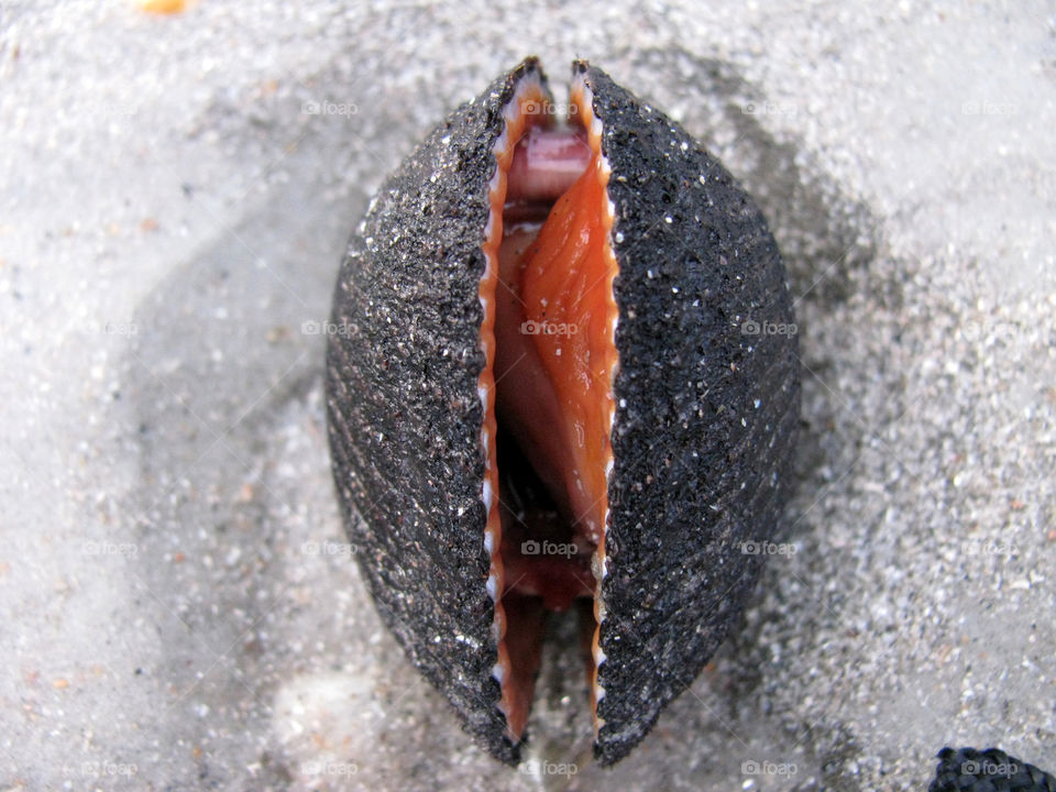 Pink orange scallop shell on sandy beach