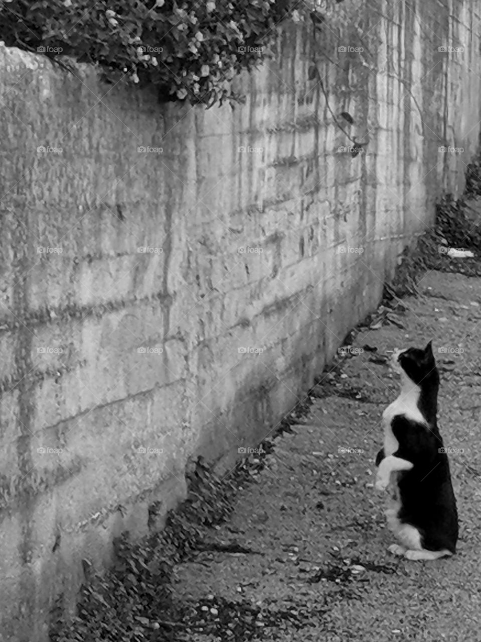 Black and white sitting street cat aiming to jump on a wall