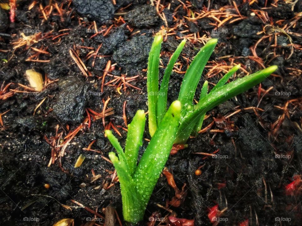 Spring buds in February