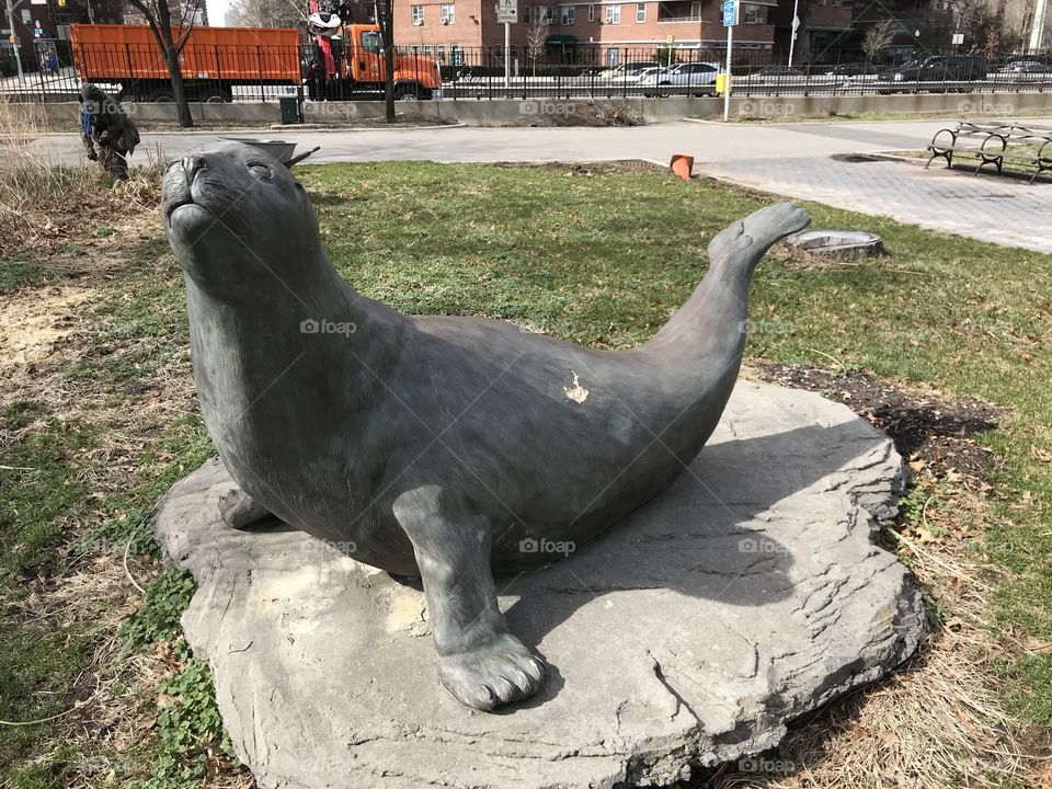 Seal in East River Park NYC 
