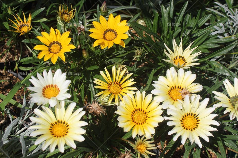 multicolored flowers are blooming