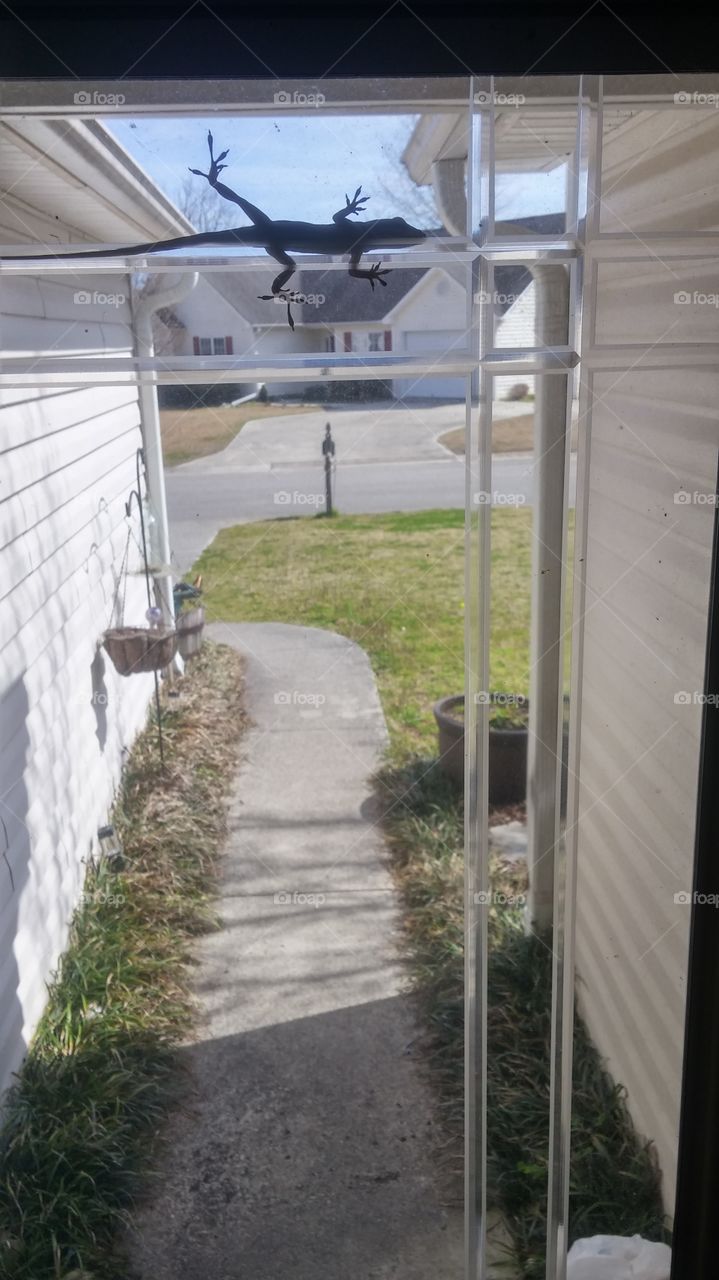 Giant Anole Lizard attacks house.