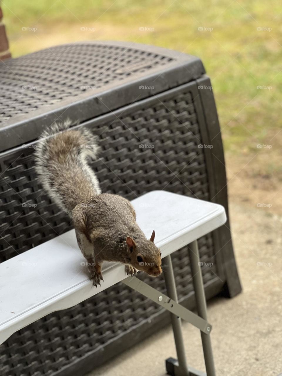 Squirrel leaping off of the bench