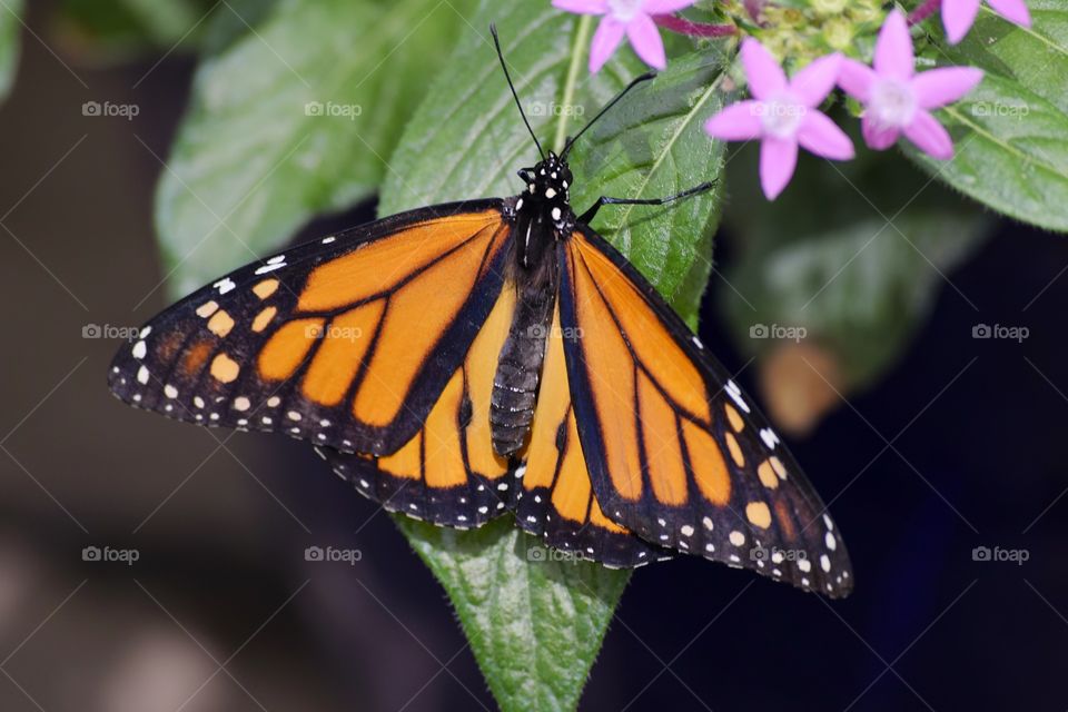 Monarch Butterfly