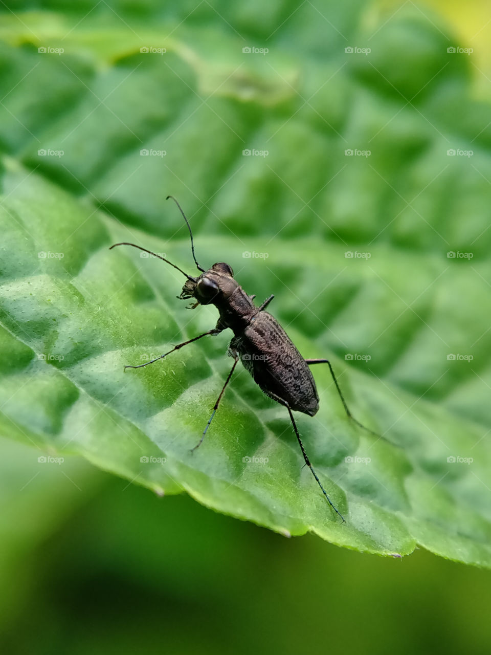 A gray bug is foraging on a green leaf. Its body contains of head, thorax, and the abdomen.