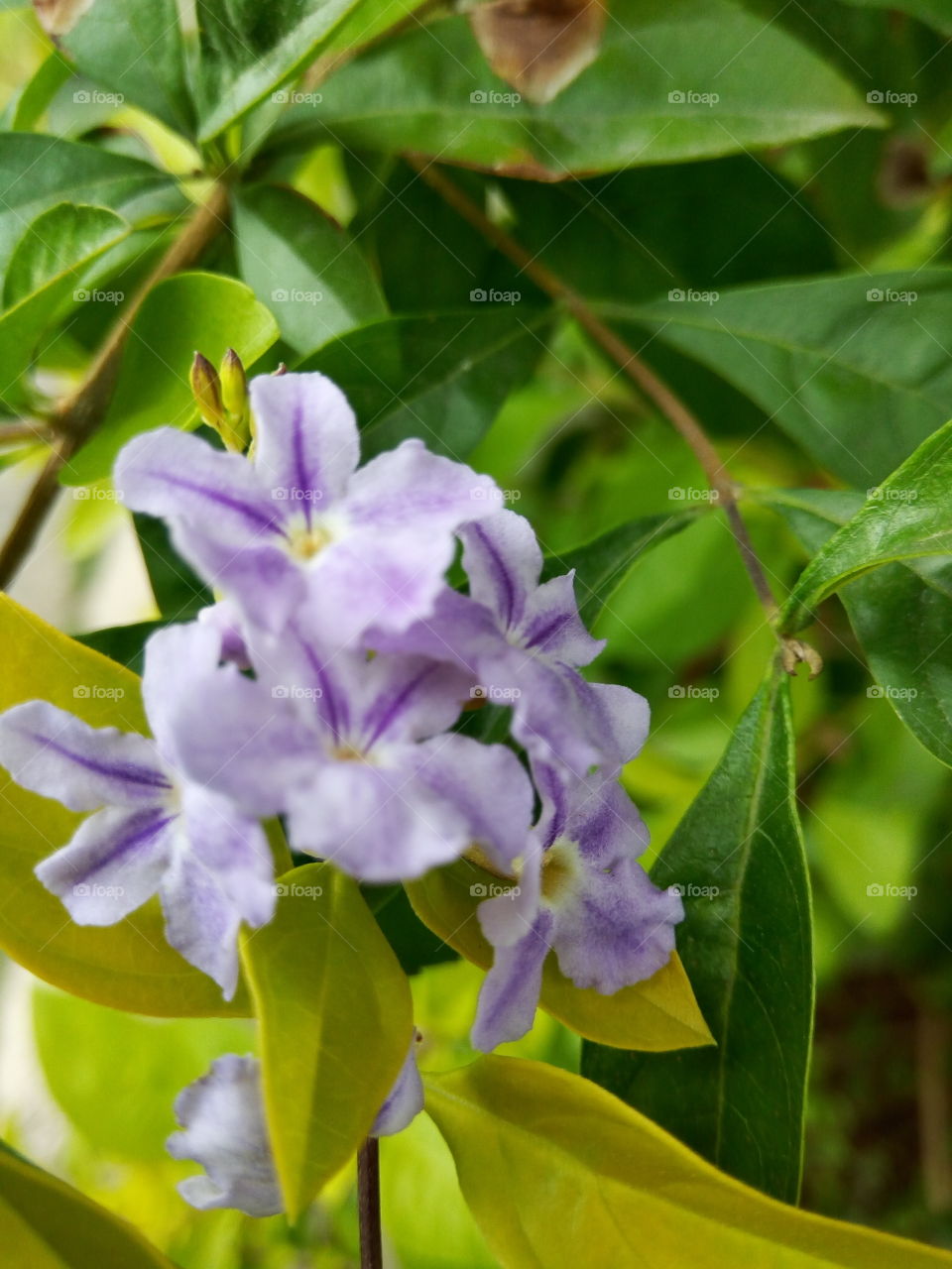 Nature, Flora, Flower, Leaf, Garden