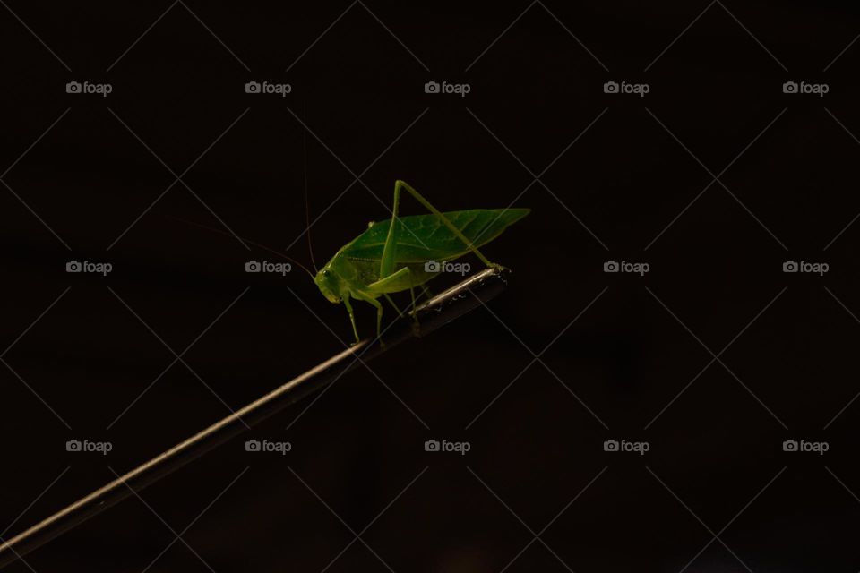 I went shopping and when I got back to the car this cricket was on the antenna.