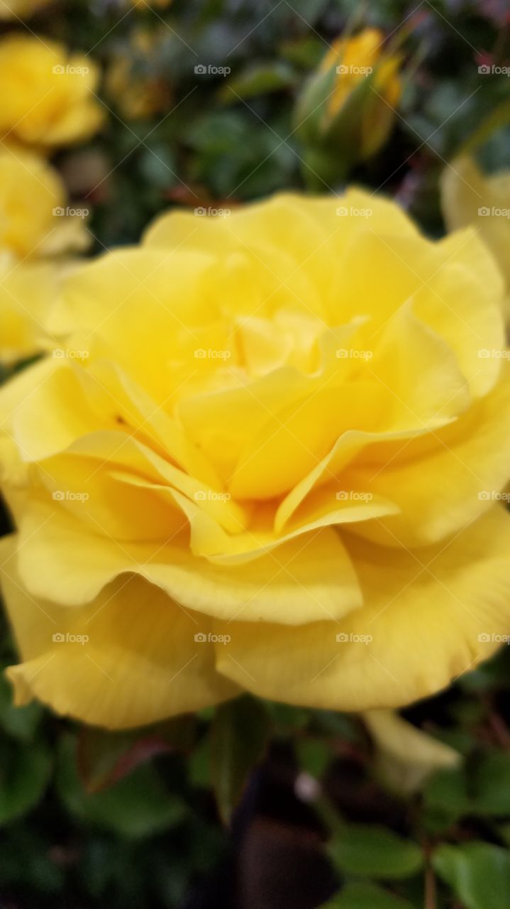 Beautiful yellow rose