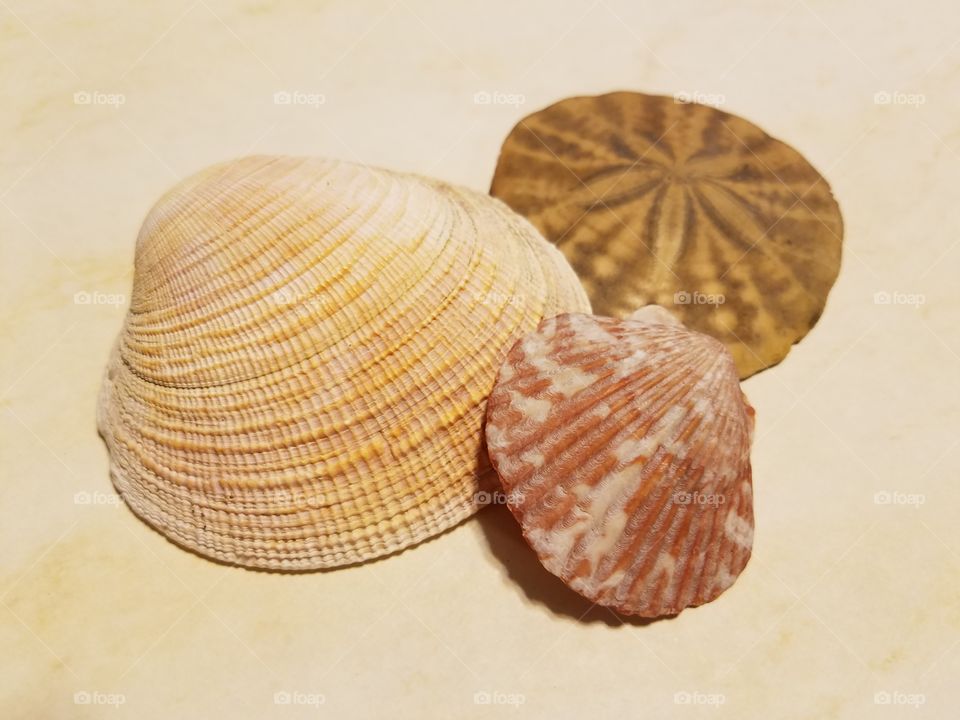 Sea Shells and Sand Dollar