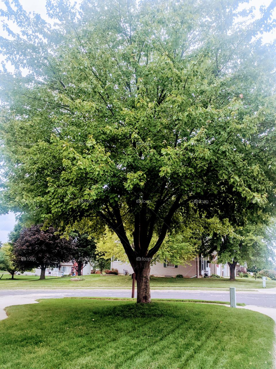 Trees are the wonderful nature's gift to human kind ! It provides shades to us and keeps us cool when it's sunny ☀️☀️☀️😎