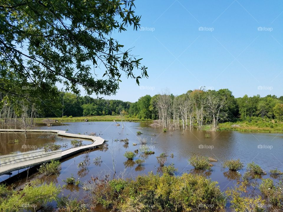 Wetland with boardwalk