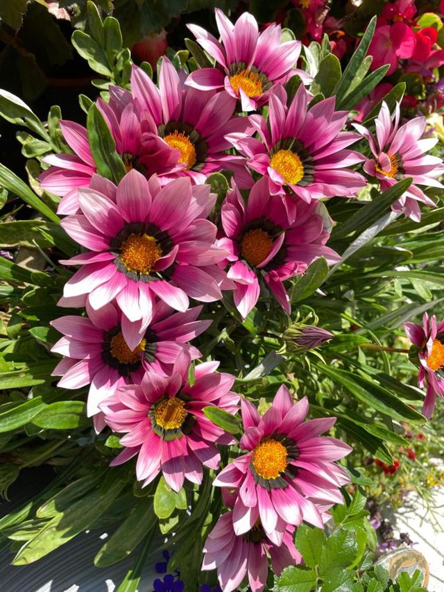 Gazania Seeds