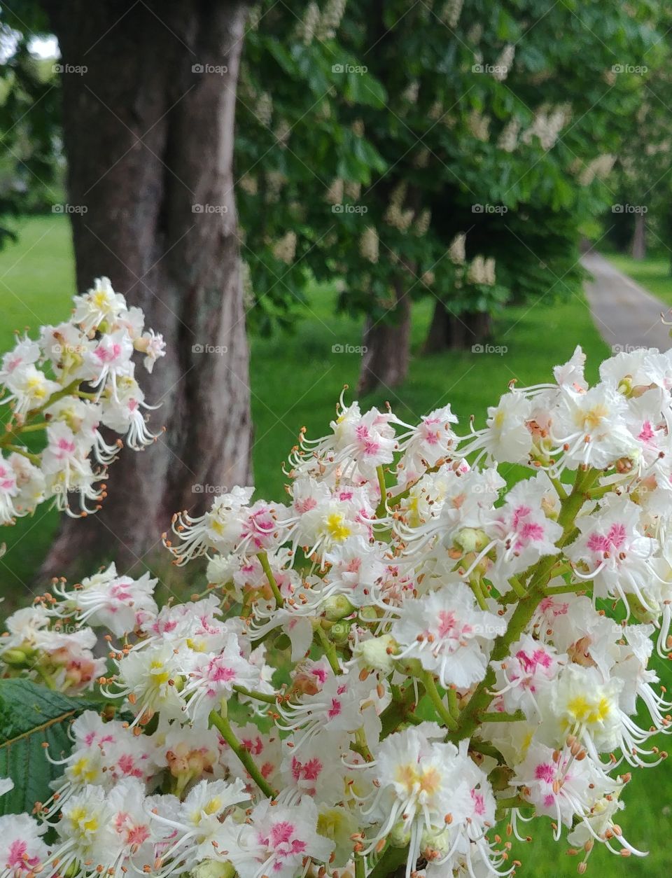 kastanienblüten blühen Blüten weiss gelb rosa baum