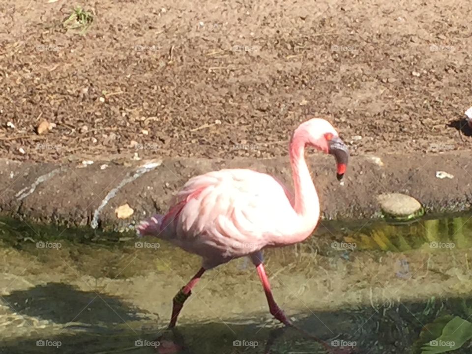 Flamingo 