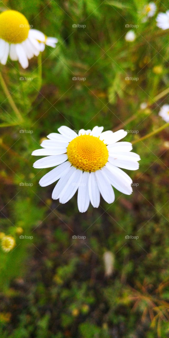 blooming chamomile in the meadow
