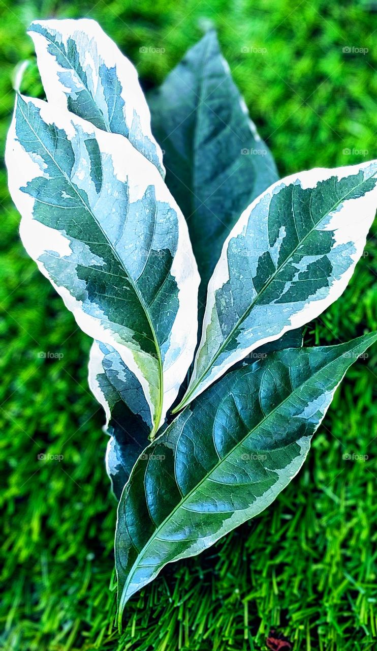 The incredible miracle of nature, the same foliage, which produces its leaves as if they were hand-painted by an artist, one different from the other.  Wonderful.