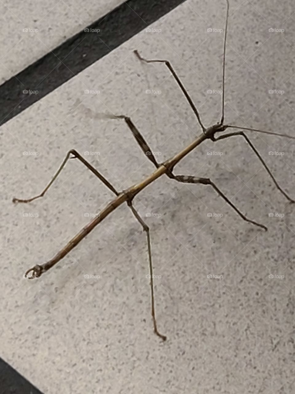 walking stick