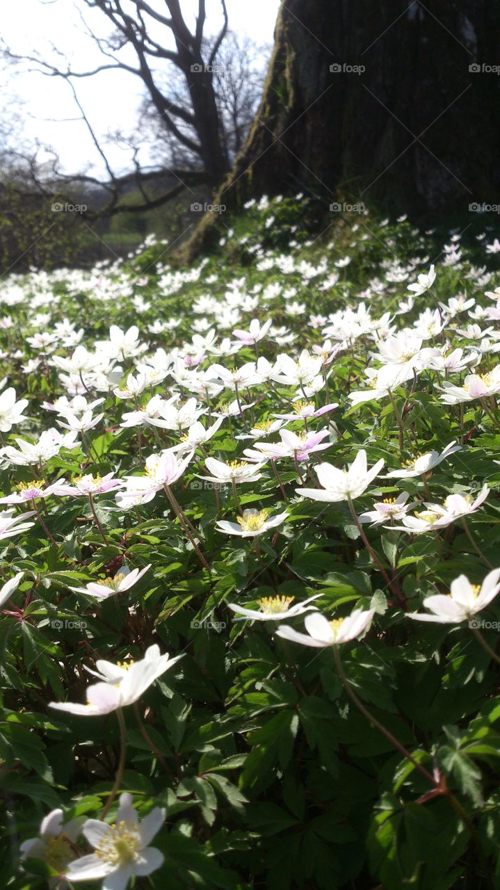 anemones in a forest