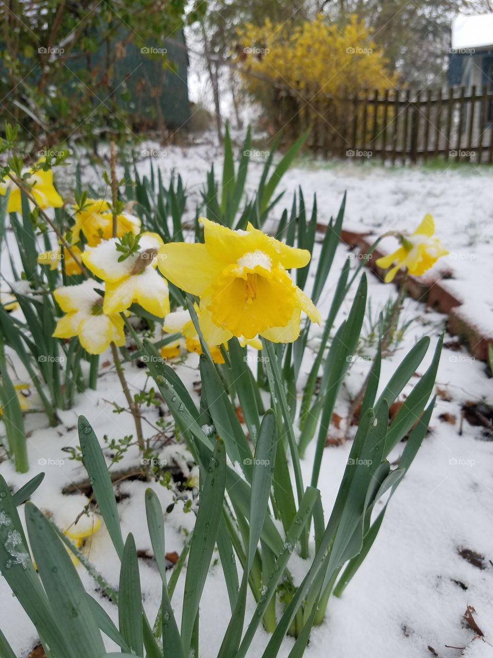Daffodils in the snow