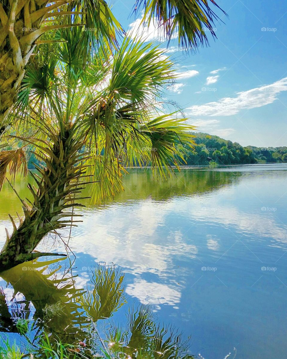 Palm Tree Lake
