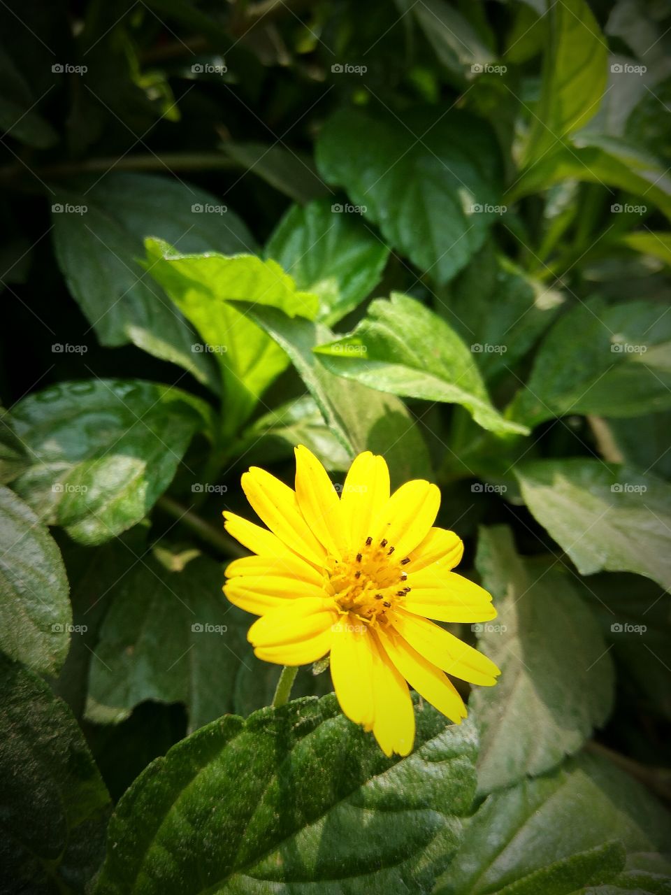 lovely yellow flower and dark green leafs