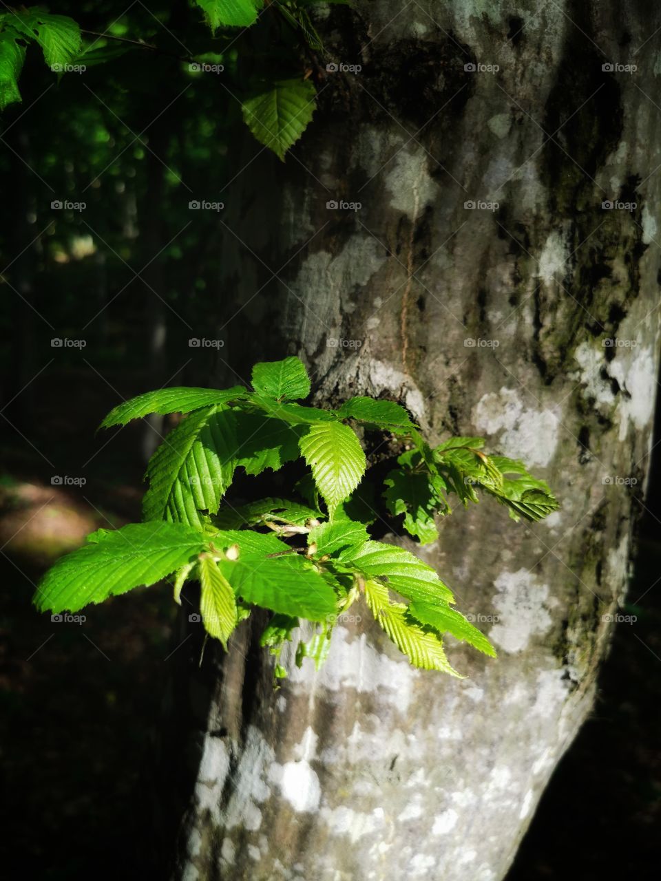 Plants green day forest