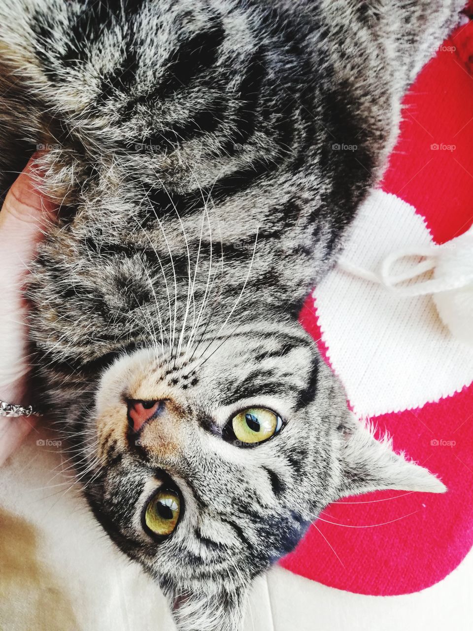 Tabby cat near hot water bottle