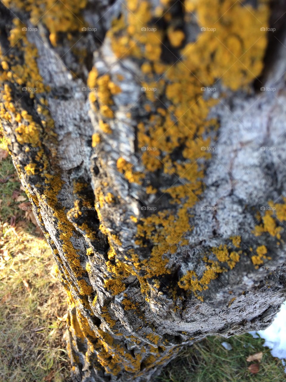 Lichen and bark