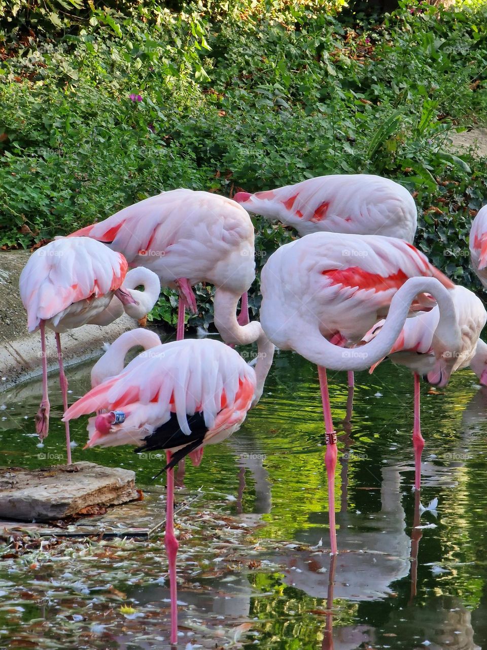 flamingo birds