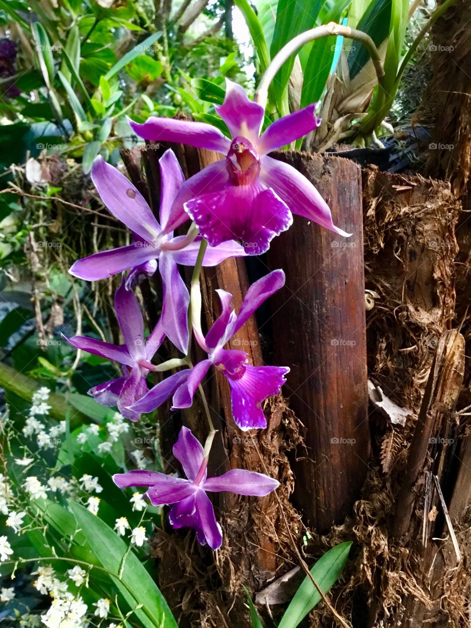 Orchids at Hawaii Tropical Botanical Garden