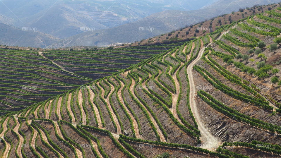 Douro vineyards