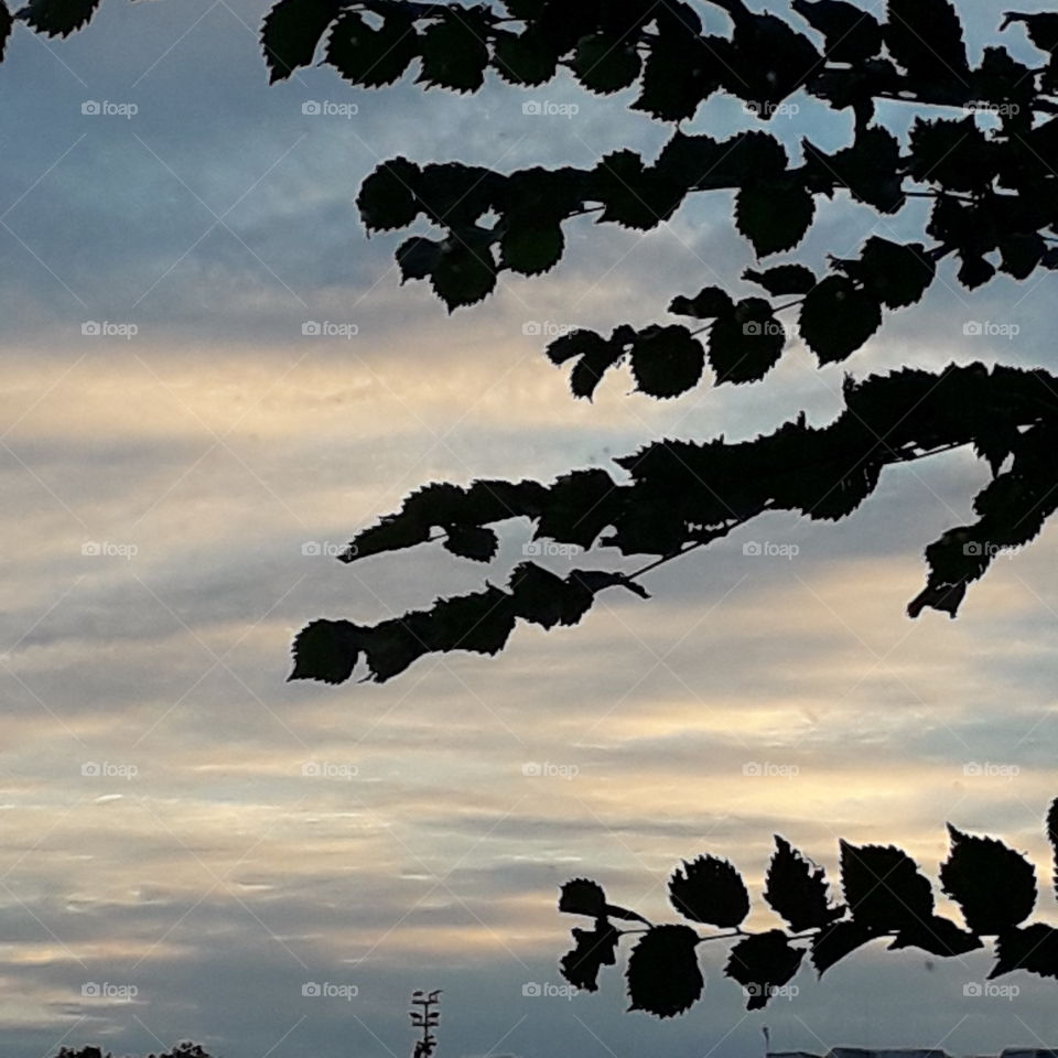 evening sky and tree