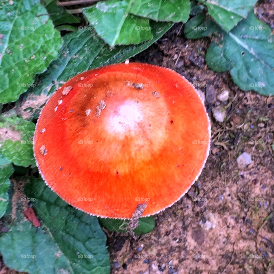 Mushroom 