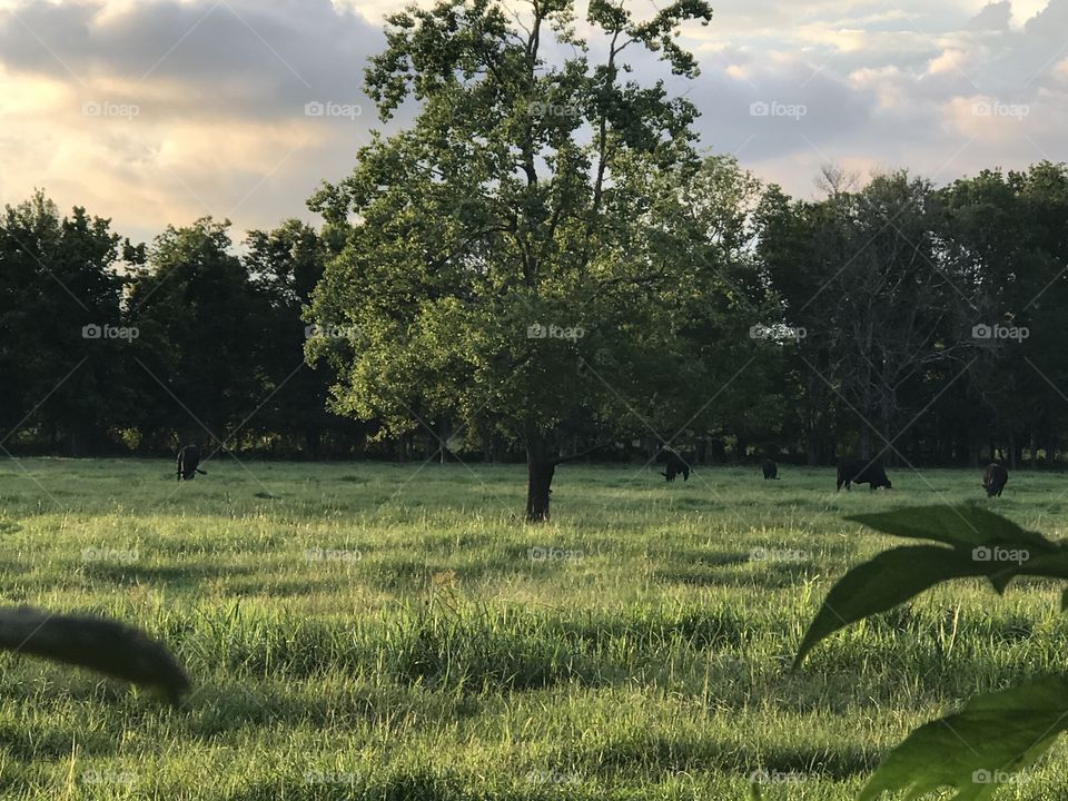 No Person, Tree, Landscape, Nature, Grass