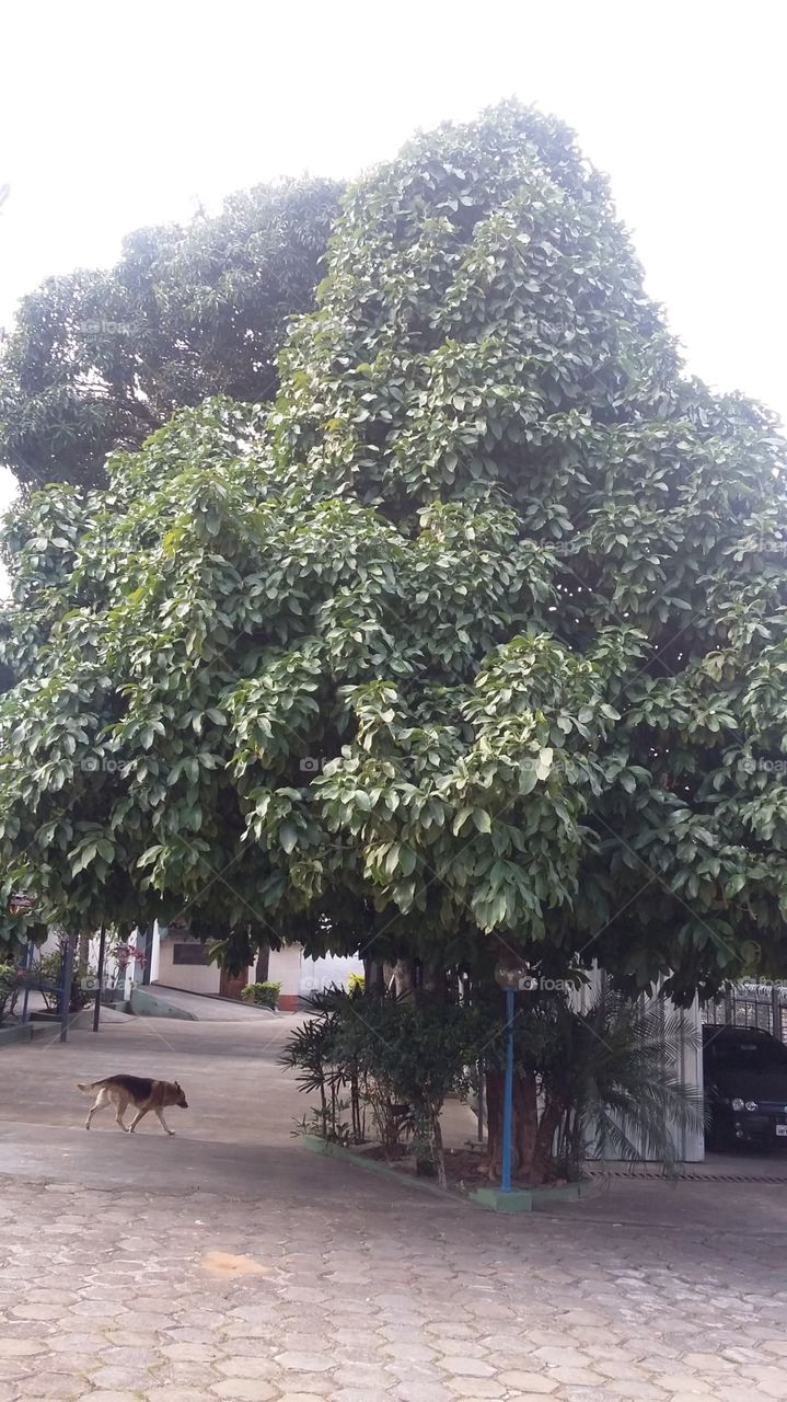 este é um pé de jambo vermelho e toda época da frutas estou ali para pegar os jambos e fazer caldas deliciosas.