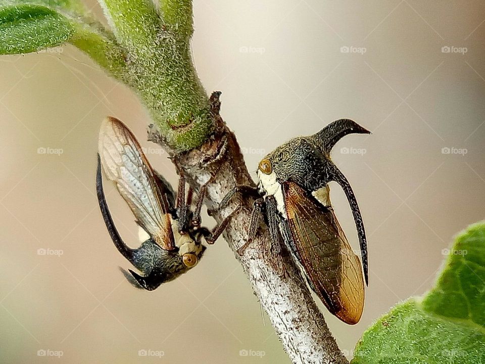 What a unique bug, Horned Treehoppers on the branch, Insects, Animals, Wild animals, Wildlife, Nature, close up, macro, depth of field, beauty of nature