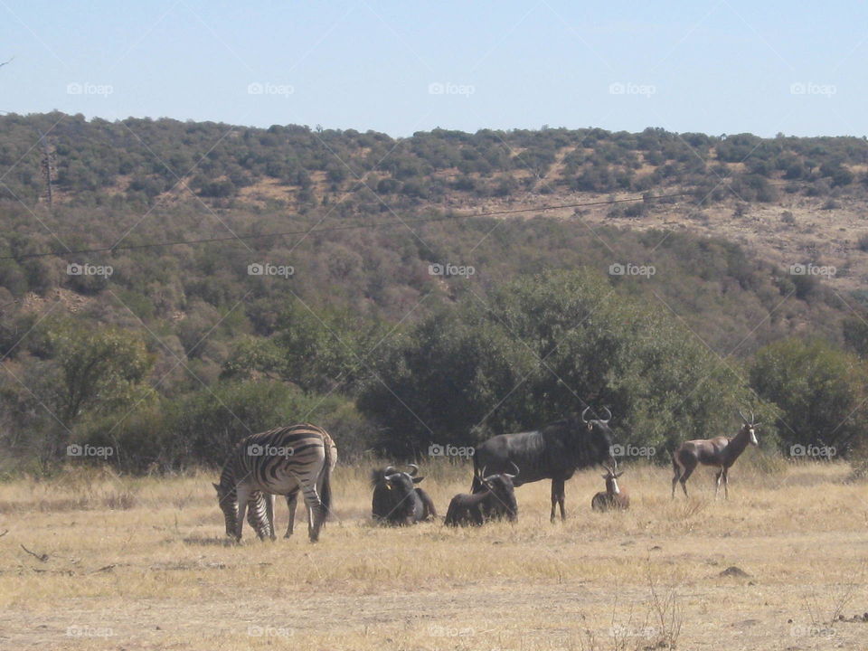 Wild annimals in the park in Bloemfontein South Africa