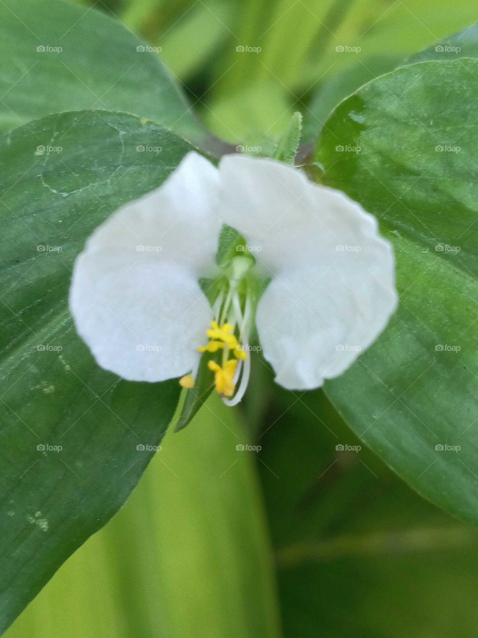 single Jamaican water grass