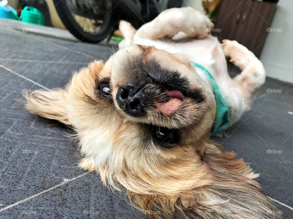 Cute dog lying on the floor, it has very happy